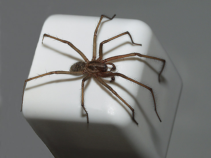  still life with a spider