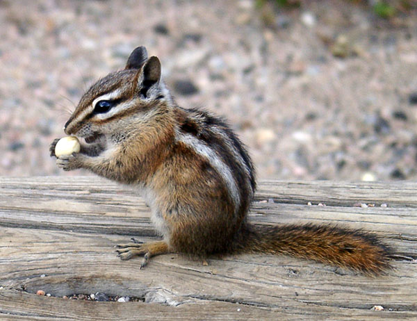  chipmunk. 