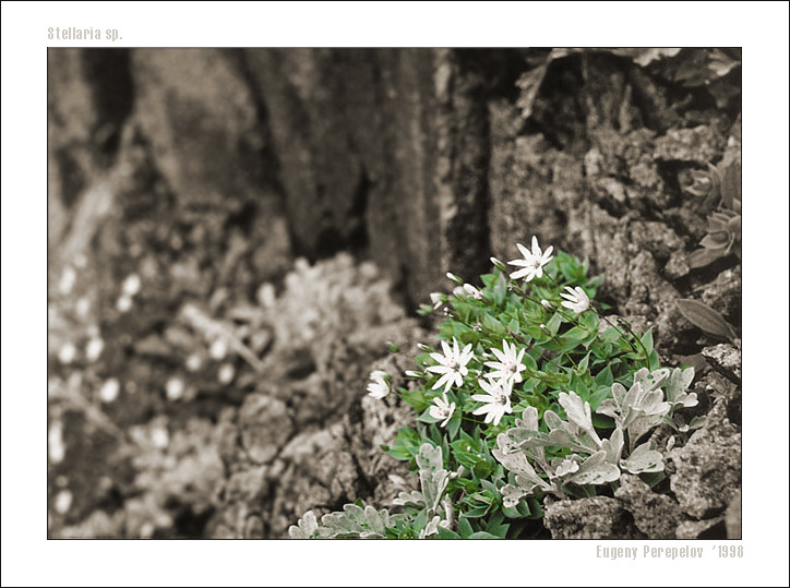  Mountain Flowers. Stellaria...