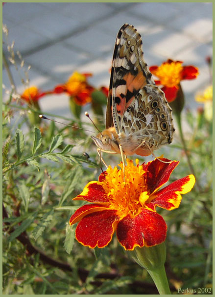  'Butterfly..