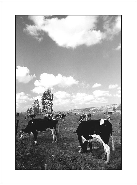  Cows & Clouds 1