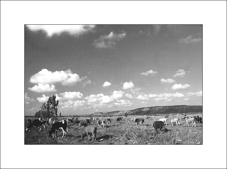  Cows & Clouds 2