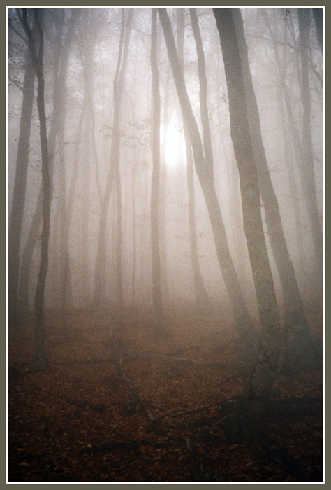  foggy bottom
