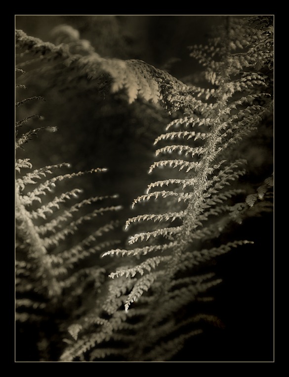  fern