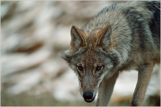  Wolf 3