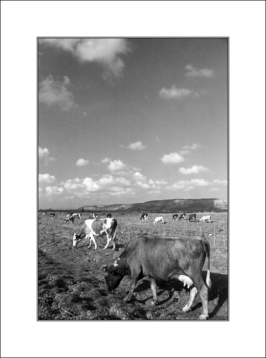  Cows & Clouds 3
