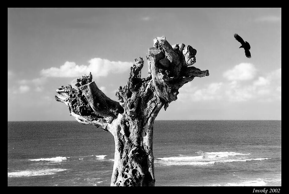  A family tree