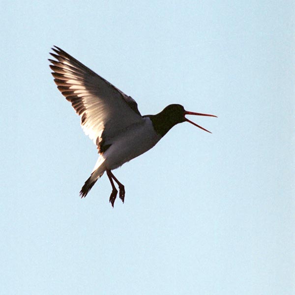  - (Haematopus ostralegus)