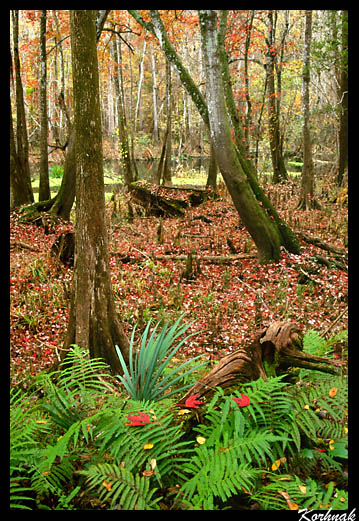  Fall in Florida