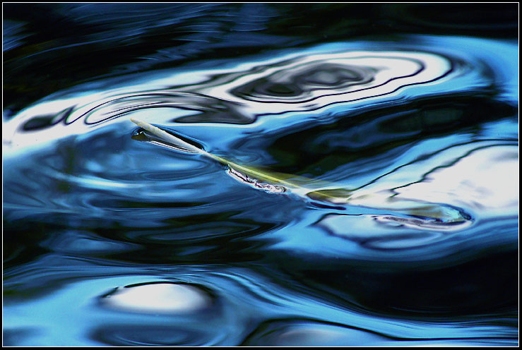 BIRD S FEATHER And WATER