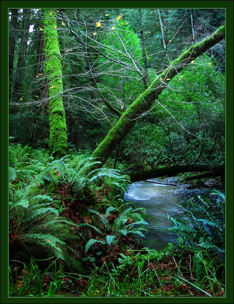  Muir Woods