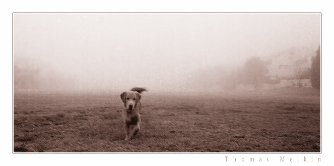  Lonely Misty Morning of a Dog