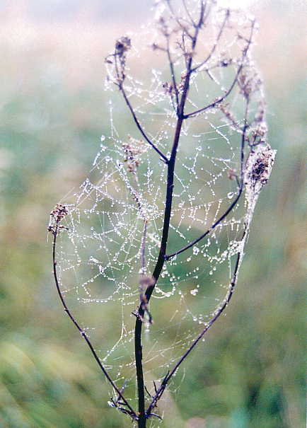  WEB