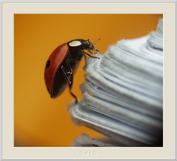  LadyB.-II-