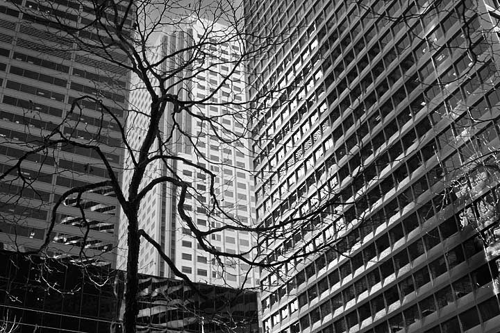  Urban Forest