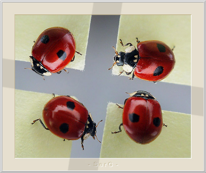 LadyB.-IV-