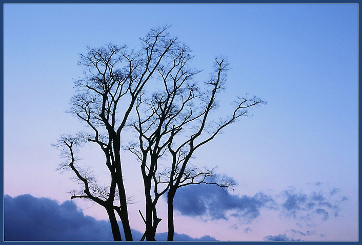  Trees in the blue