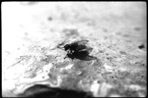  fLY