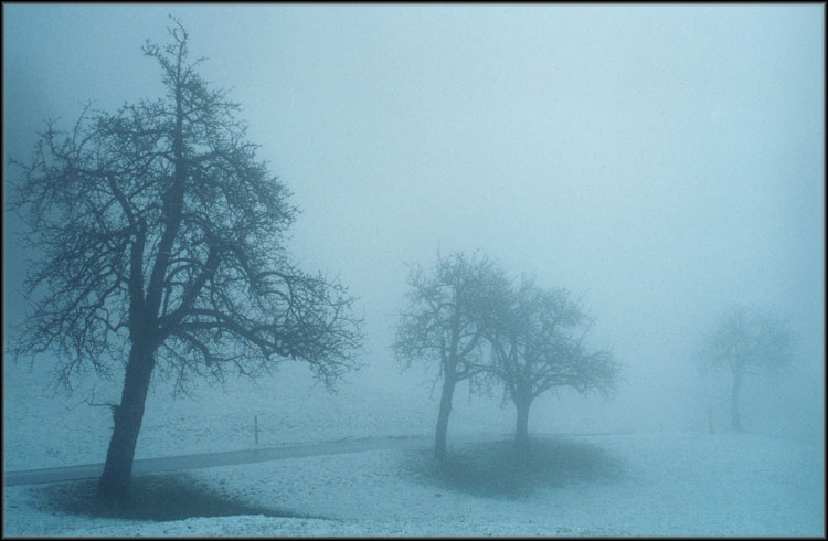  trees in thick fog