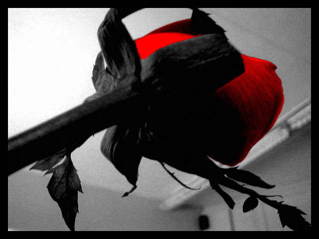  Rose