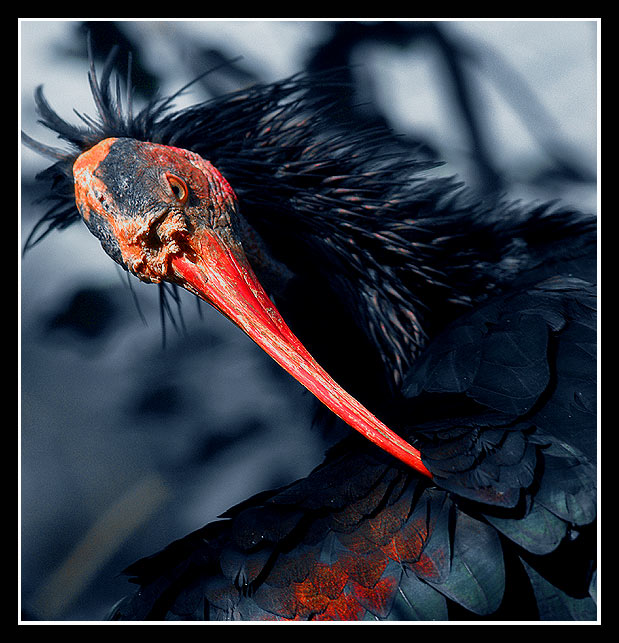  Predatory bird 