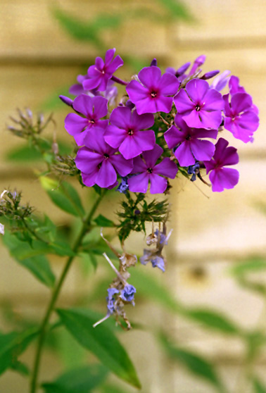 FLOWERS
