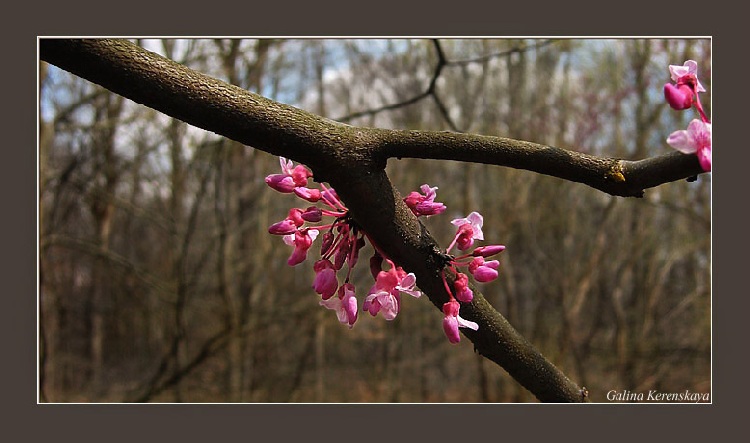  How about flowers again? :) 