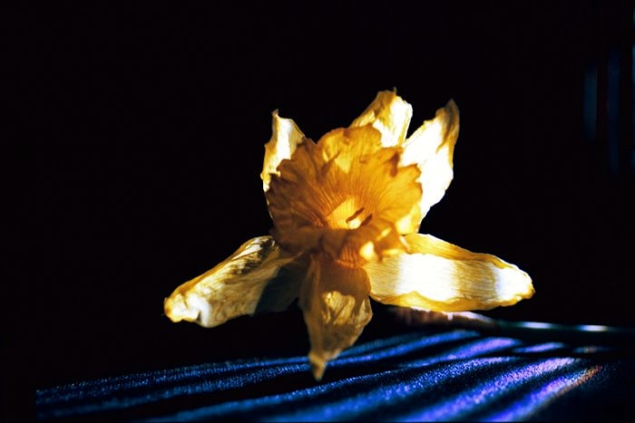  narcissus
