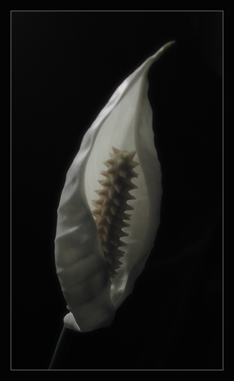  Spathiphyllum