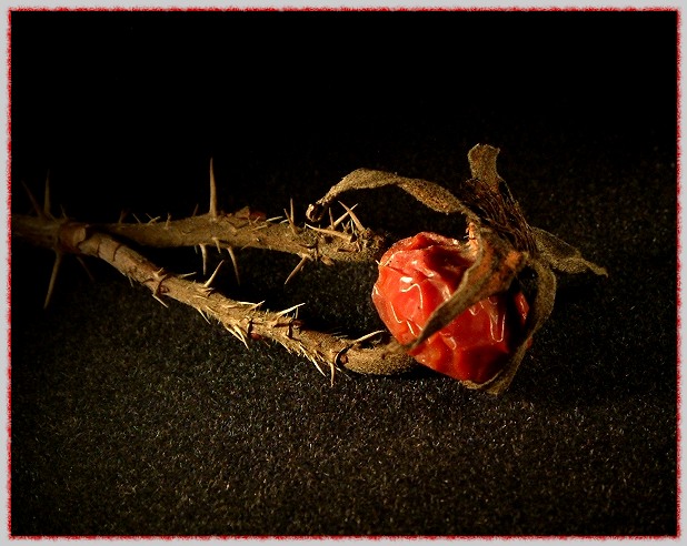  R. acicularis 