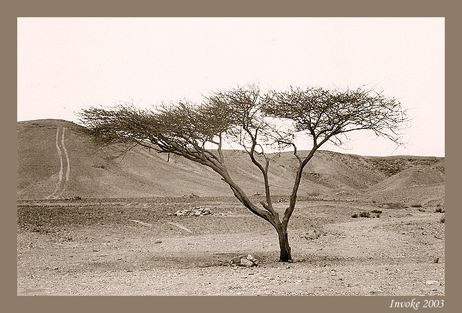  The Tree and the Way