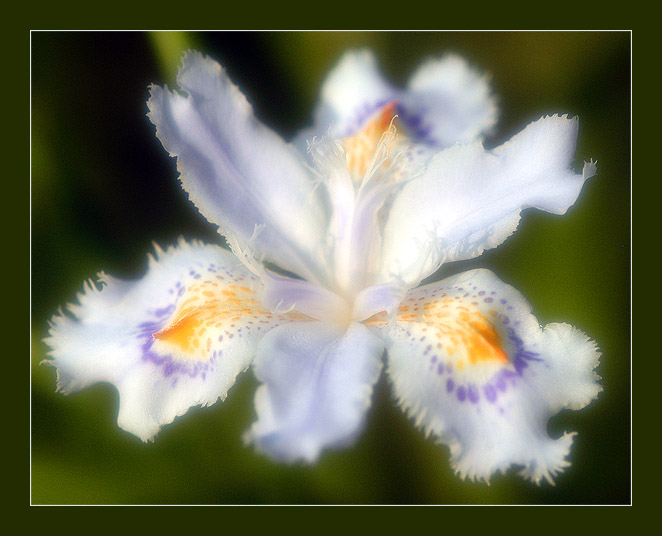  Iris