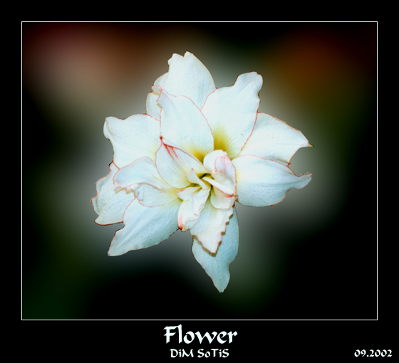  Flower