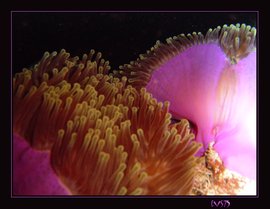 ANEMONE.
