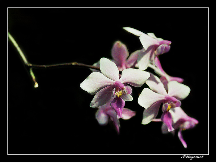  Spring.3.