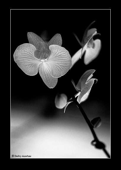  Orchid in b/w