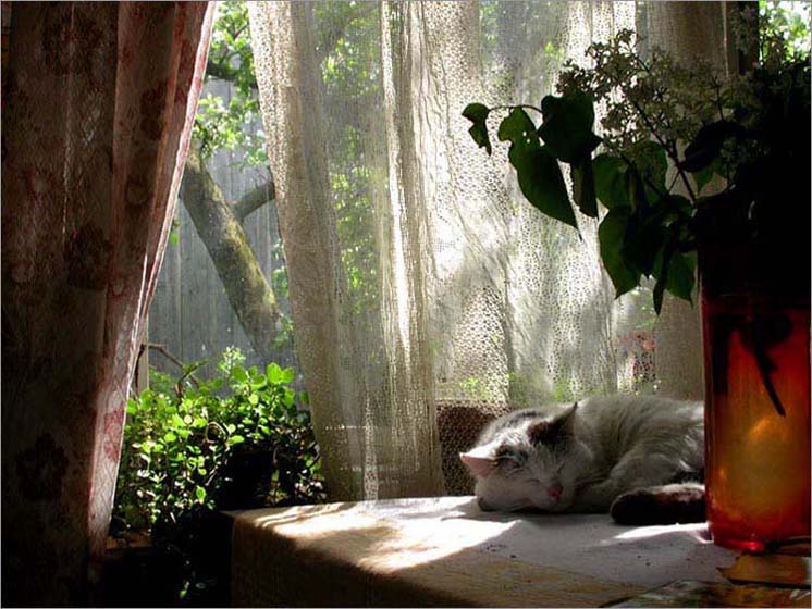  siesta