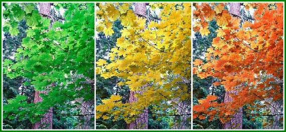  Maple leaf forever