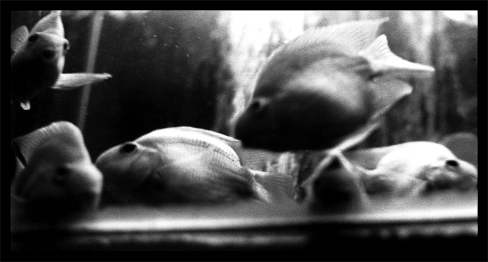  Fish