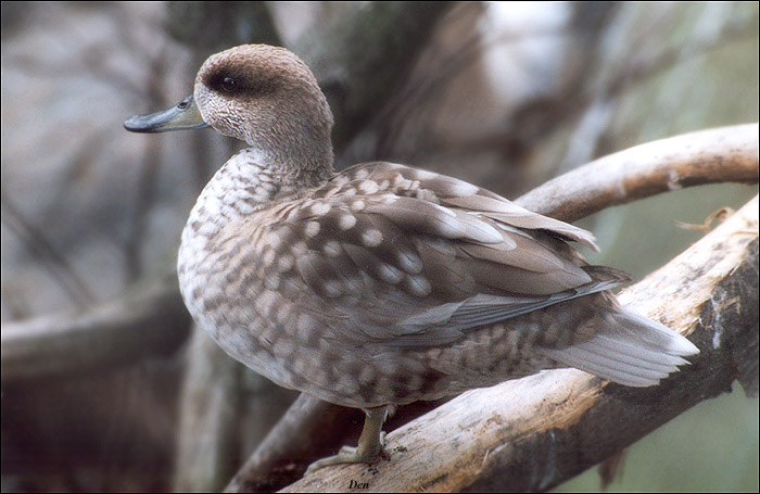  Marmaronetta angustirostris