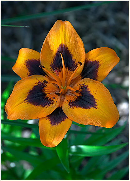  Orange