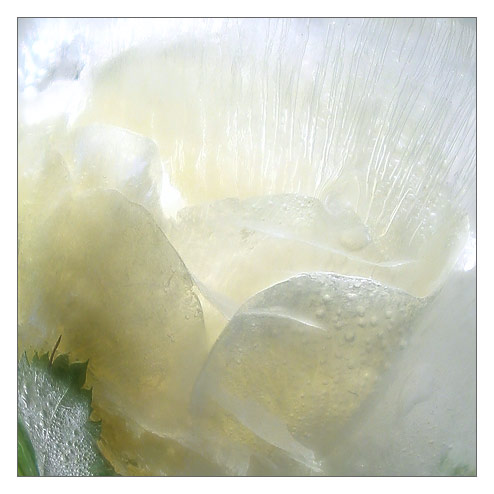  frost