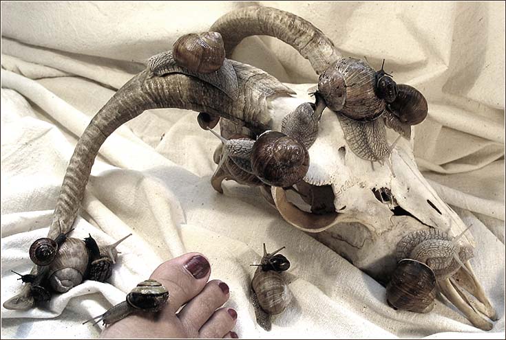  ̣ Nature Morte...