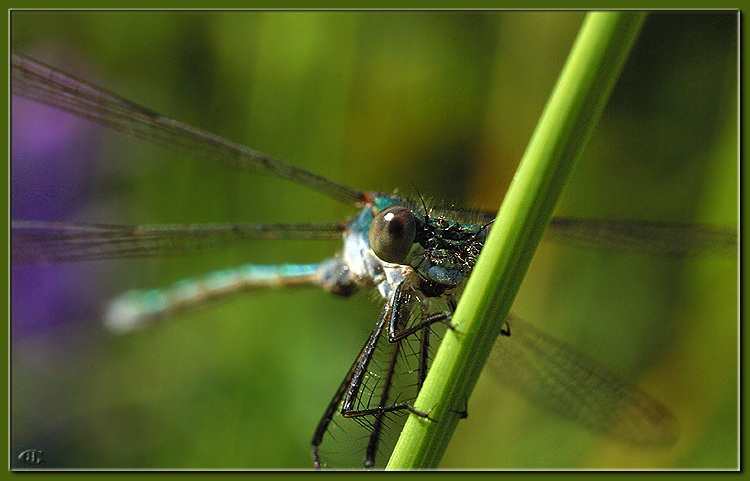  Macro Encounter