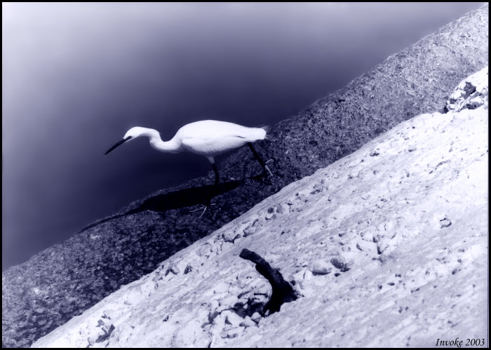  Bird
