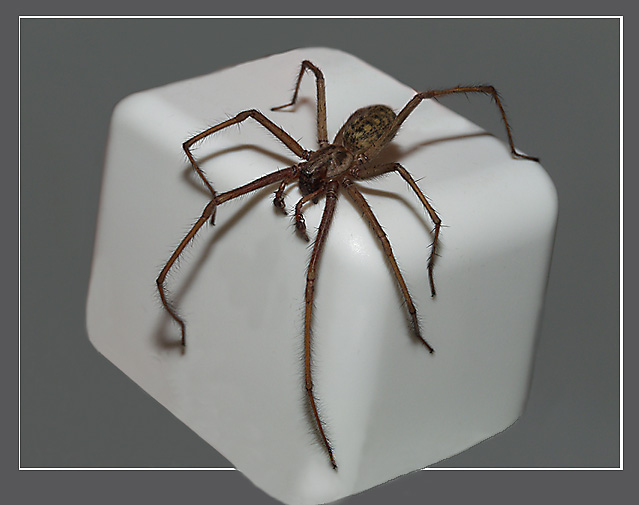  Spider