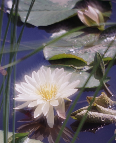  Lily 01 ()