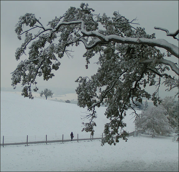  ...Solitude...