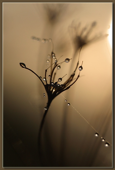  Dew 11