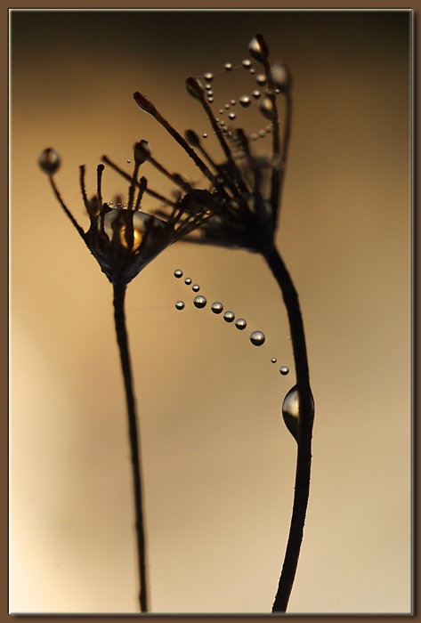  Dew 12